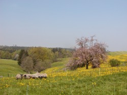 Klaislehof