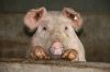 Unser Schwein Willi