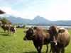 Hopfensee bei F&uuml;ssen