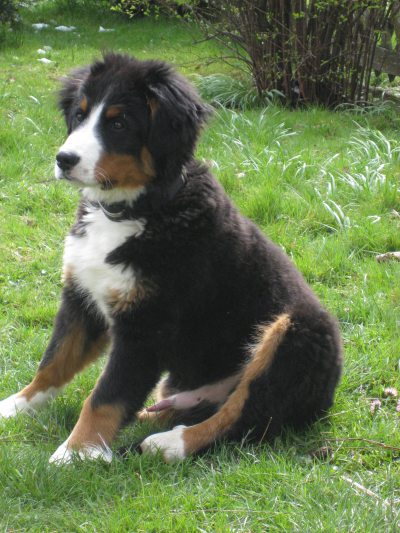 Unser Hund Basti Unser Hund Basti