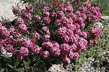 214_steinroeserl
