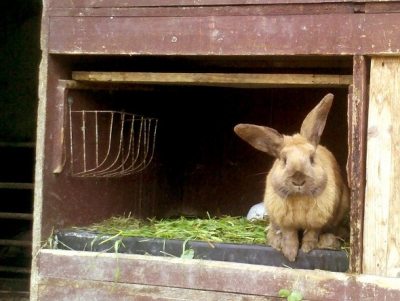 hase hase