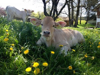 Kälbchen auf der Löwenzahnwiese Kälbchen auf der Löwenzahnwiese