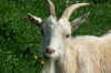 Ziege