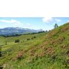 Alpenrosenbl�...