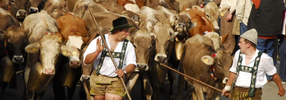 viehscheidindenhrnerdrfern_ausschnitt_1000x350
