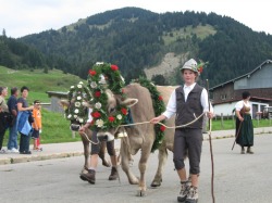 Viehscheid Balderschwang