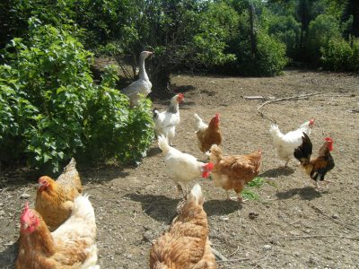 Die glücklichen Hühner mit Gans Berta Die glücklichen Hühner mit Gans Berta