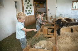 Begegnung mit den Schafen