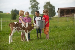 Kalb trinkt