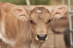 Kalb