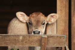 Kalb schaut aus dem Stall