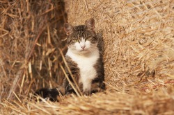 Katze vor Strohballen Katze vor Strohballen