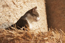 Katze im Stroh