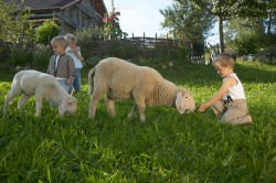 Junge füttert Schaf