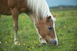Grasendes Pferd