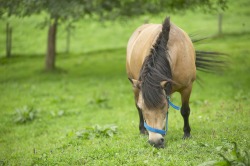 Pferd
