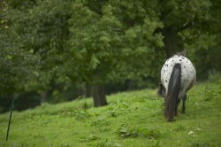 Pferd 2