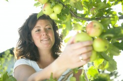 Beim Äpfel ernten