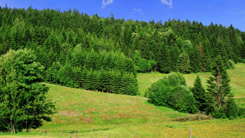 Oberpfälzer Wald