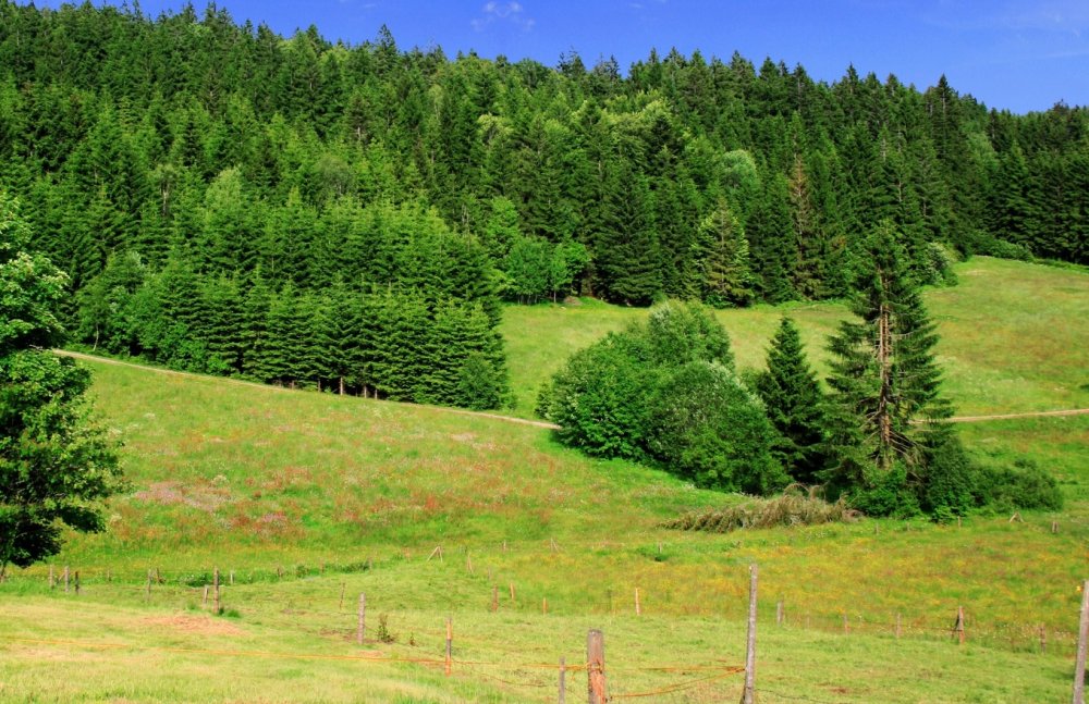 oberfpflzerwaldlandschaft_ausschnitt_1358x879