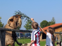 wildparkstreichelzoo