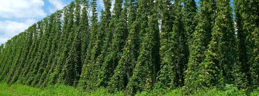 Header Hallertau