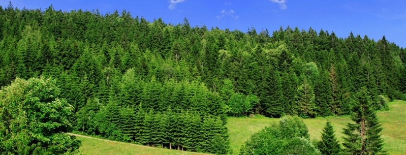 Header Oberpfälzer Wald