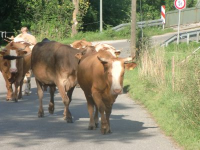 dreizinnen010 dreizinnen010