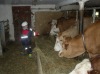 Stallzeit mit F&uuml;tterung