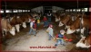 Unser Kuhstall