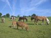 Ponies auf der Weide