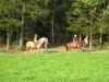 Gefuehrtes--Reiten