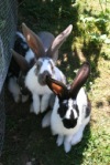 Hasen