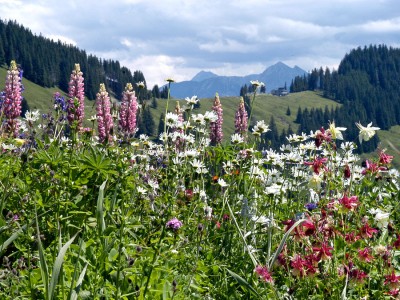 Blumenpracht im Bolgental