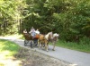 Haflingerkutschfahrt am Hochgallinger Hof
