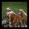 Haflinger - Hochgallinger Hof