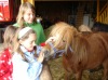Unsere Ponies