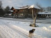 Bauernhaus mit Hund Bertl