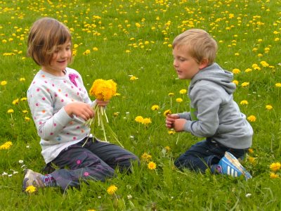 Löwenzahnblüte Löwenzahnblüte