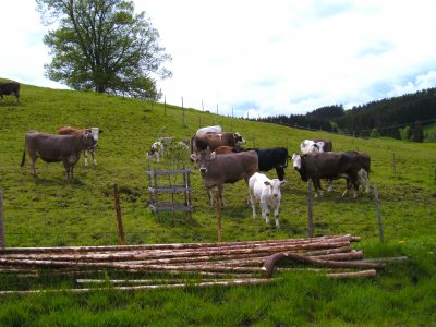 Unsere Kühe mit ihren Kälbchen auf der Weide Unsere Kühe mit ihren Kälbchen auf der Weide