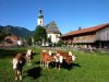 unsere Kaelber
