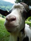 ziegenbock