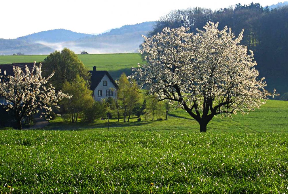 Bauernhof in Freiamt im Südschwarzwald
