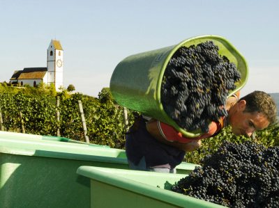 Weinlese im Klettgau am Bodensee (&copy; Internationale Bodensee Tourismus GmbH )