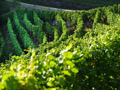 Weinberge in Baden Weinberge in Baden