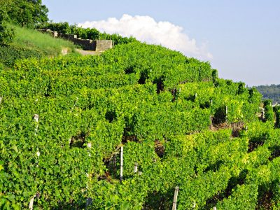 Weinberge in Hanglage Weinberge in Hanglage
