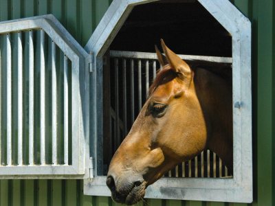 Pferd_Stalltür_opt Pferd_Stalltür_opt