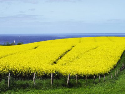 Raps_und_Meer_opt