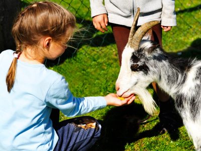 Kind_und Ziege_opt